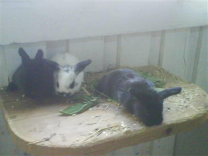 Kanin stald husteds Mille RIP - søskende kærlighed billede 2