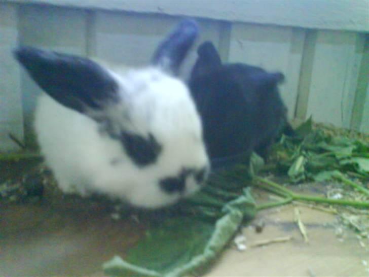 Kanin stald husteds Mille RIP - hmm mad billede 3