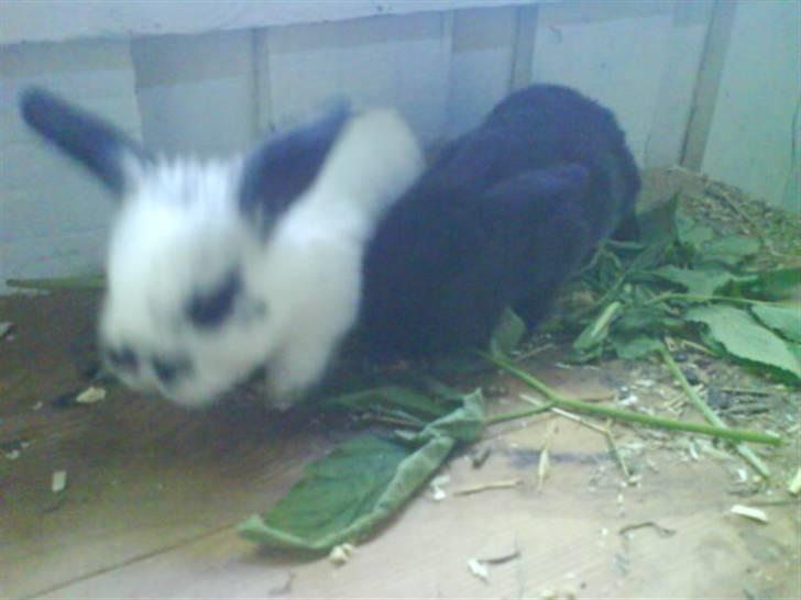 Kanin stald husteds Mille RIP billede 4