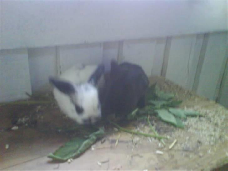 Kanin stald husteds Mille RIP billede 5