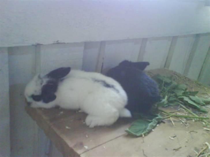 Kanin stald husteds Mille RIP billede 6