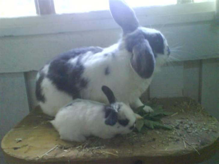 Kanin stald husteds Mille RIP - uhh mor du er jo 3 gange så stor som mig billede 7