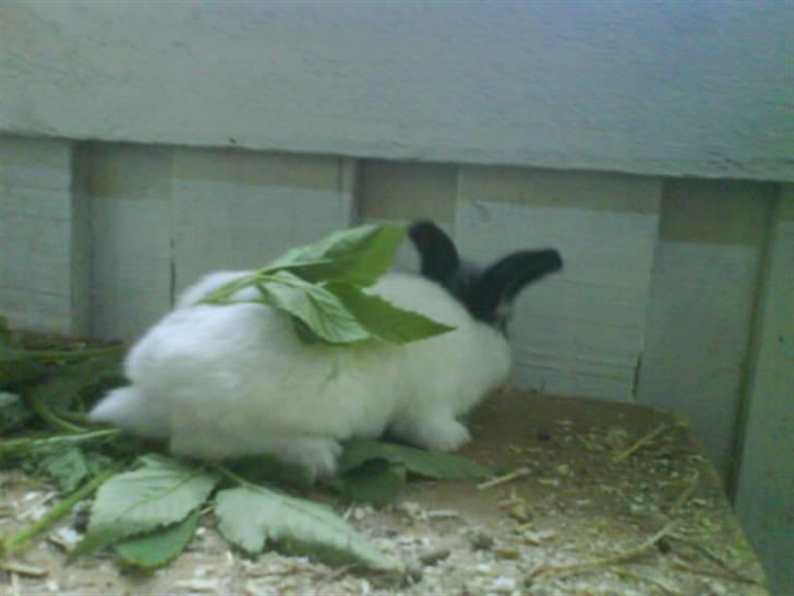 Kanin stald husteds Mille RIP - hey hvad laver de blade på min ryg?? billede 8