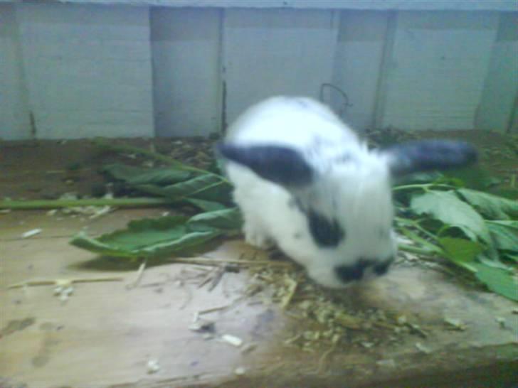 Kanin stald husteds Mille RIP billede 9