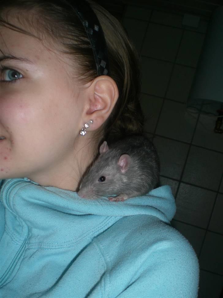 Tamrotte Charlie billede 11