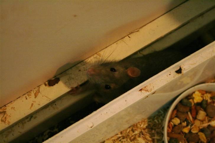 Tamrotte Charlie billede 12