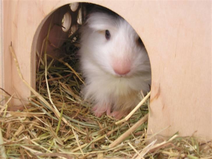 Marsvin Trine Angelica *RIP :'(* - Her titter prinsessen lige frem :) billede 1