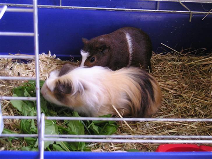Marsvin Trine Angelica *RIP :'(* - Trine sammen med Iben i buret - shit hvor var de små :D billede 2