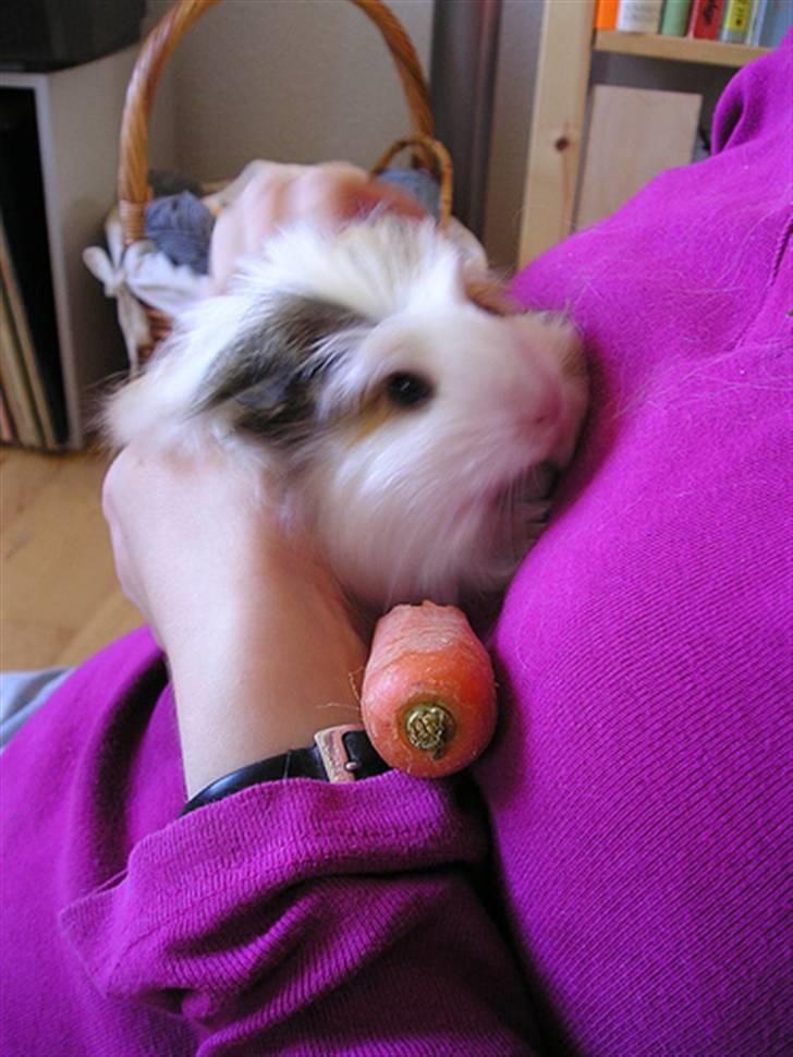 Marsvin Trine Angelica *RIP :'(* - Nærbillede af lille Trine <3 billede 4