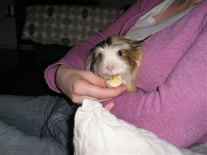 Marsvin Trine Angelica *RIP :'(* - Trines sidste måltid :( <3 billede 5