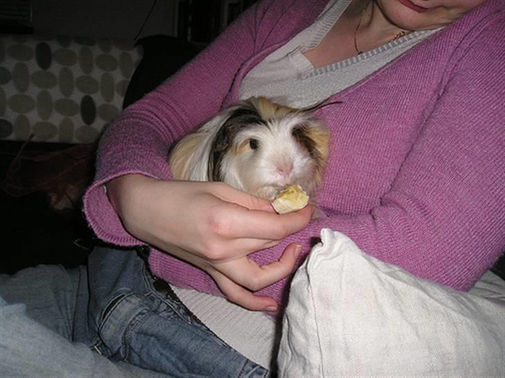 Marsvin Trine Angelica *RIP :'(* - Trines sidste måltid :( <3 billede 6
