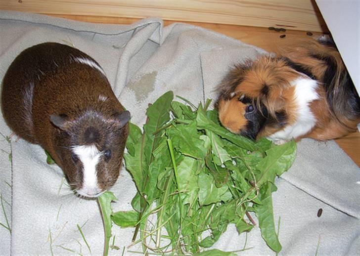 Marsvin Olga Sweety daPolga *RIP* - Hygge :) billede 3