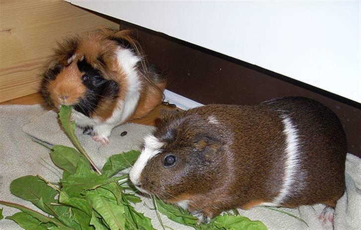 Marsvin Olga Sweety daPolga *RIP* - Hyggeligt :D billede 4