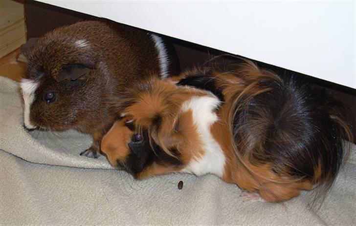 Marsvin Olga Sweety daPolga *RIP* - Der holdes lige et lille møde :´D billede 5