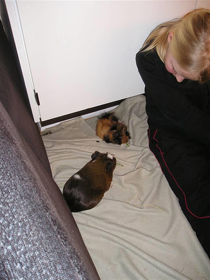 Marsvin Olga Sweety daPolga *RIP* - Iben & Olga <3 billede 7