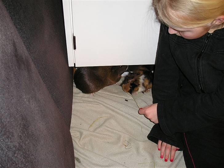 Marsvin Olga Sweety daPolga *RIP* - Iben & Olga :D billede 8