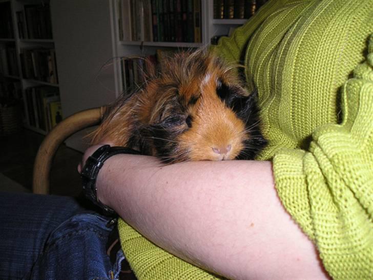 Marsvin Olga Sweety daPolga *RIP* - Olga der bliver holdt :) billede 11