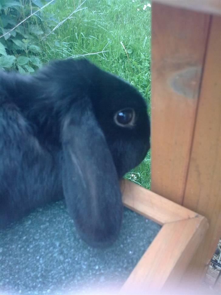 Kanin Hope satindværgvædder billede 6