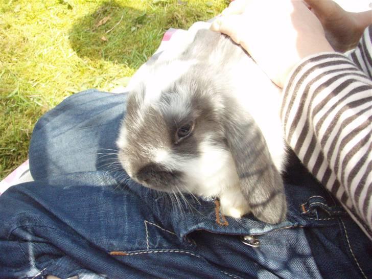 Kanin Maddie R.I.P - Maddie i løbegården billede 1