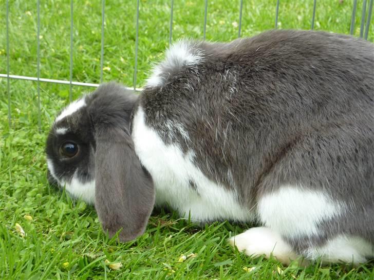 Kanin Maddie R.I.P - Græs mm! billede 2