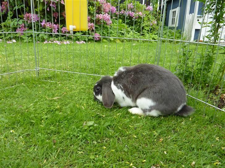 Kanin Maddie R.I.P - Hygge :o) billede 3