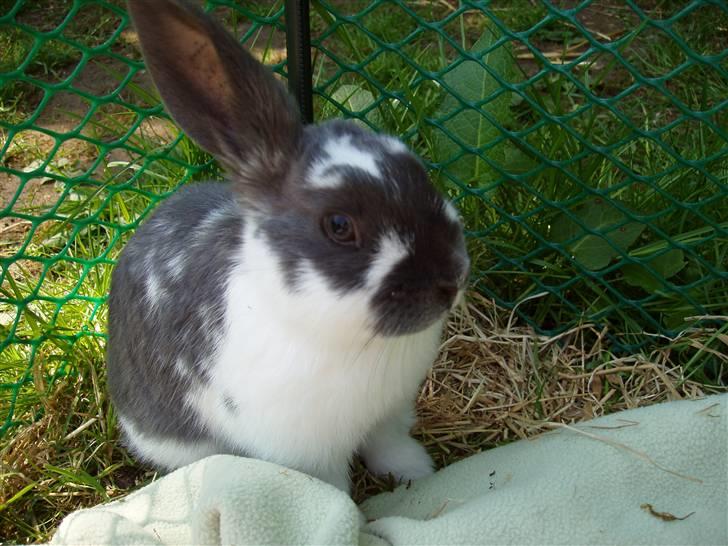 Kanin Maddie R.I.P - Da Maddie var lille (2008) billede 4