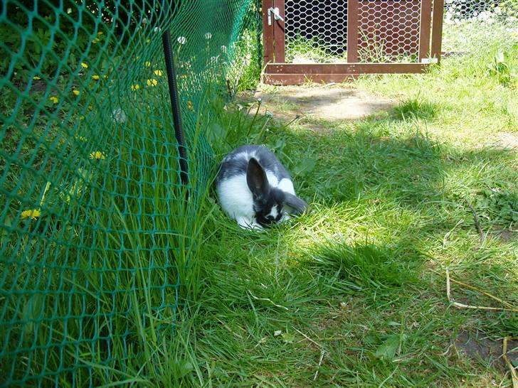 Kanin Maddie R.I.P - Igen da hun var lille (2008) billede 5