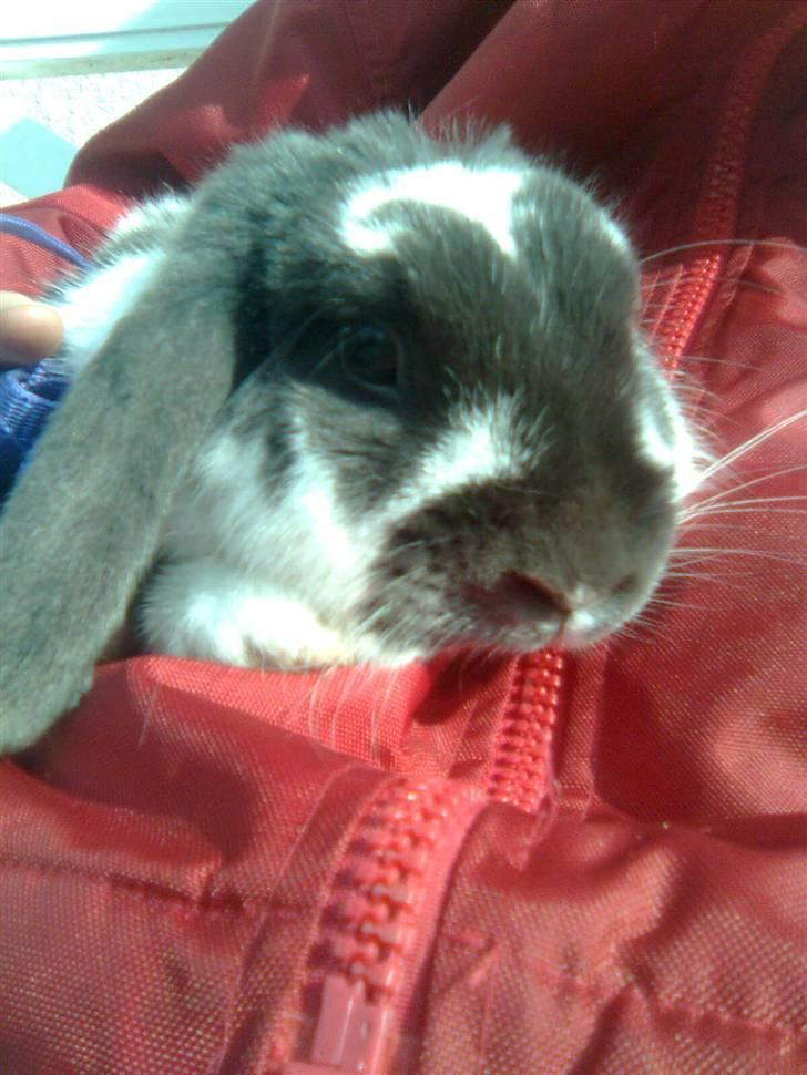 Kanin Maddie R.I.P - Oppe hos den bedste Freja ;) billede 6