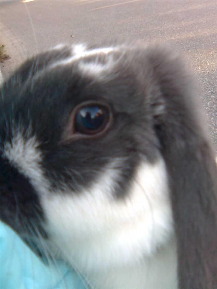 Kanin Maddie R.I.P - Hygge hos Freja :o) billede 7