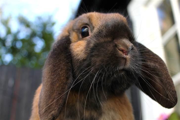 Kanin Olivia - Hovsa hva´ var det? billede 1