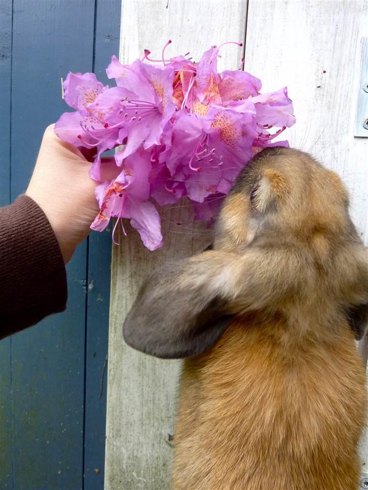 Kanin Olivia - Sikke en fin blomst .. mon den dufter godt? billede 2