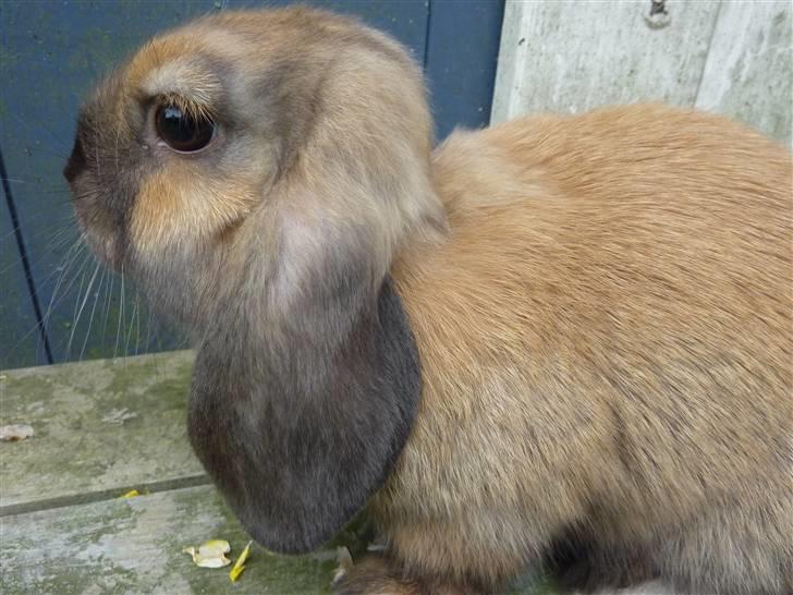 Kanin Olivia - Olivia :) billede 3