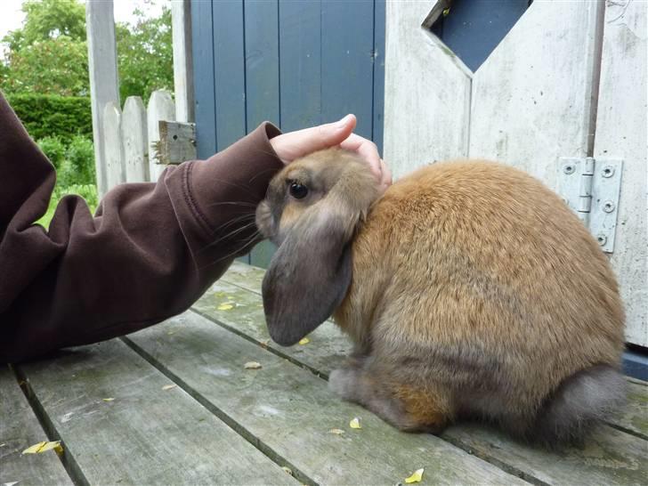 Kanin Olivia - Ae ae.. billede 4