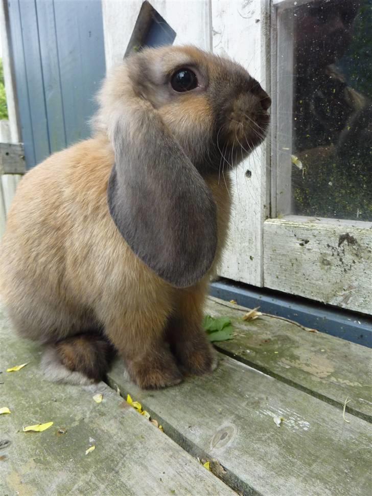 Kanin Olivia - Olivia kigger :) billede 5