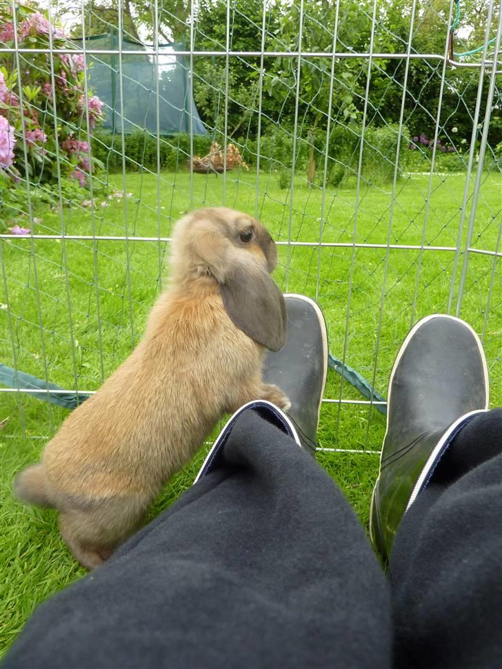 Kanin Olivia - Op på gummistøvlerne uh ja :) billede 6