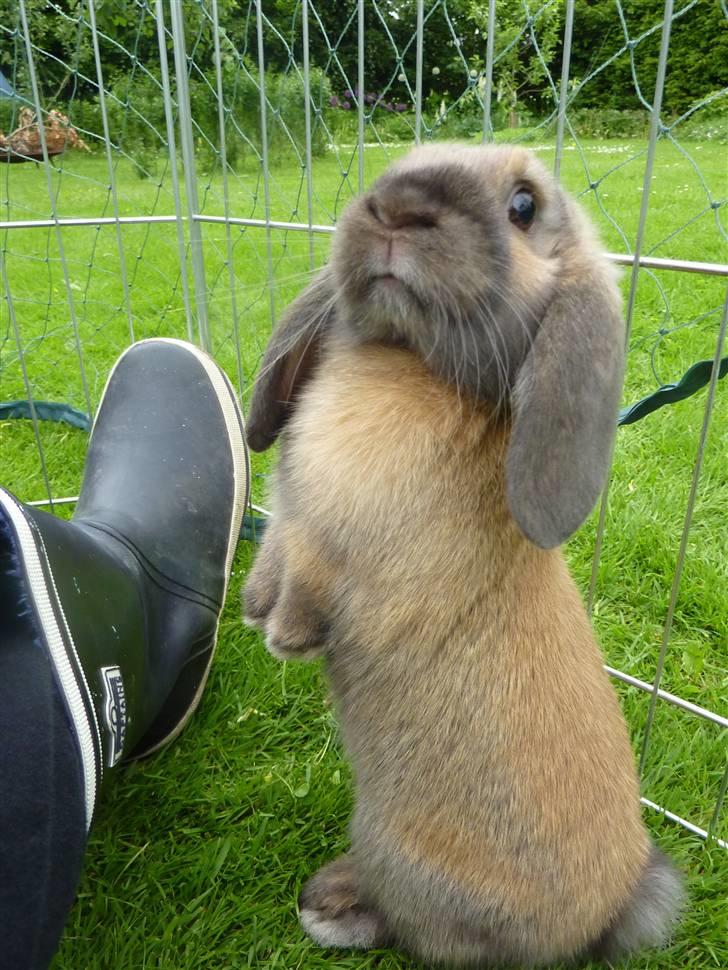 Kanin Olivia - Hhihi, et dejligt billede ;) billede 7