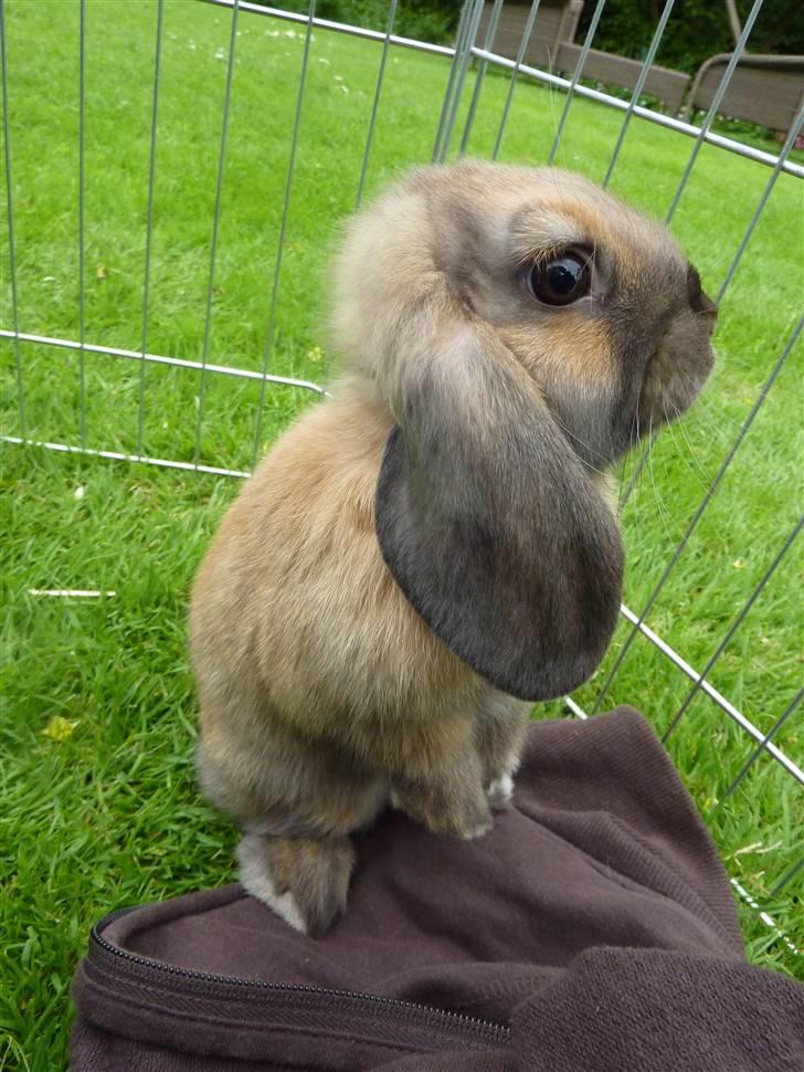 Kanin Olivia - Olivia.. billede 8