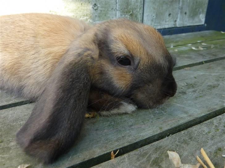 Kanin Olivia - Sådan kan hun rigtig godt li at ligge nogen gange ;)  billede 9