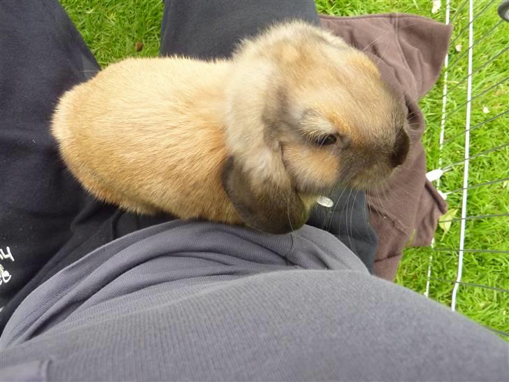 Kanin Olivia - Så hoppede hun op til mig, nu skulle der kæles altså! :o) billede 10