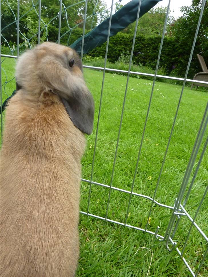 Kanin Olivia - Hm.. Hva var det der ovre? billede 11