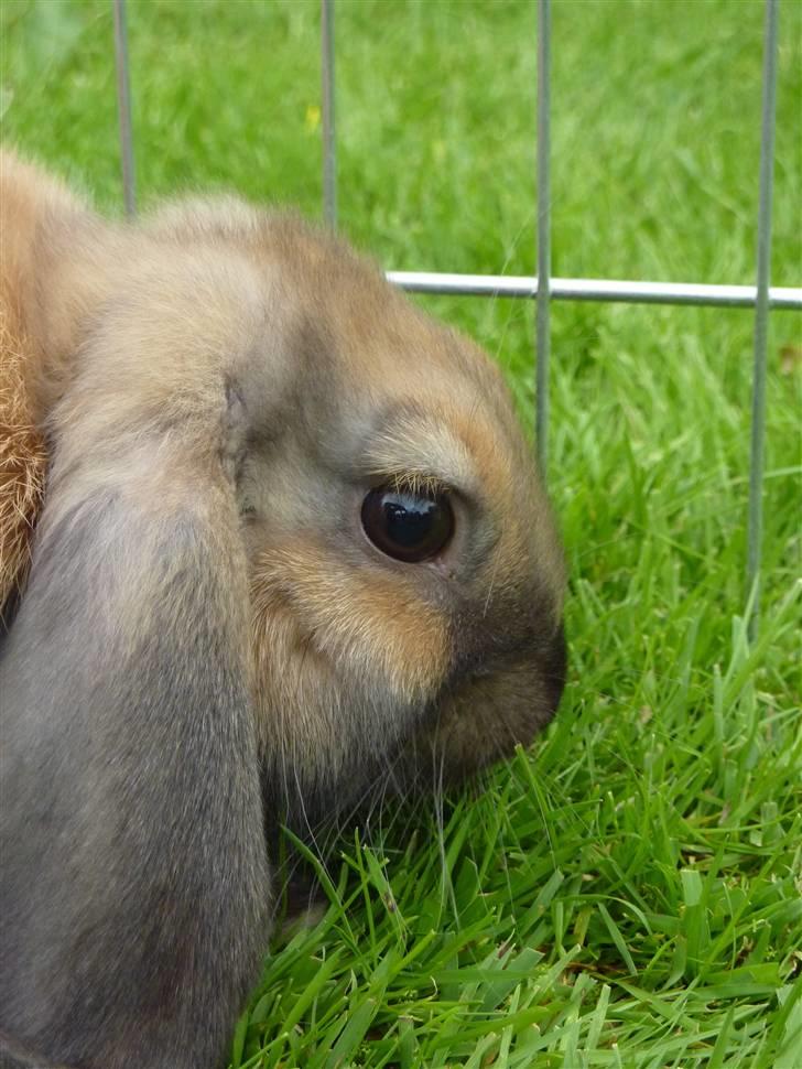 Kanin Olivia - Smukke Olivia. billede 12