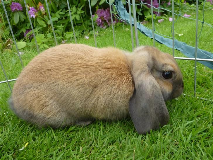 Kanin Olivia - Dejlige Olivia :) billede 13