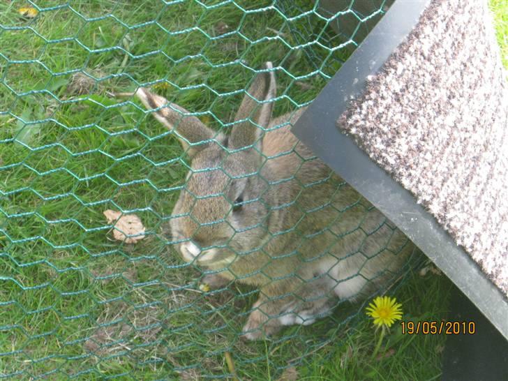 Kanin Snuske billede 15