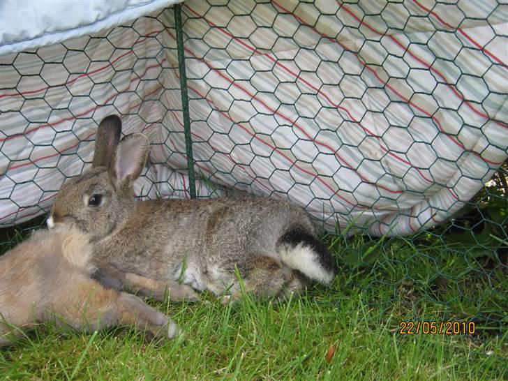 Kanin Snuske billede 16