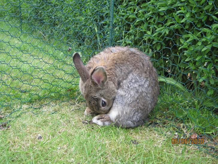 Kanin Snuske billede 18