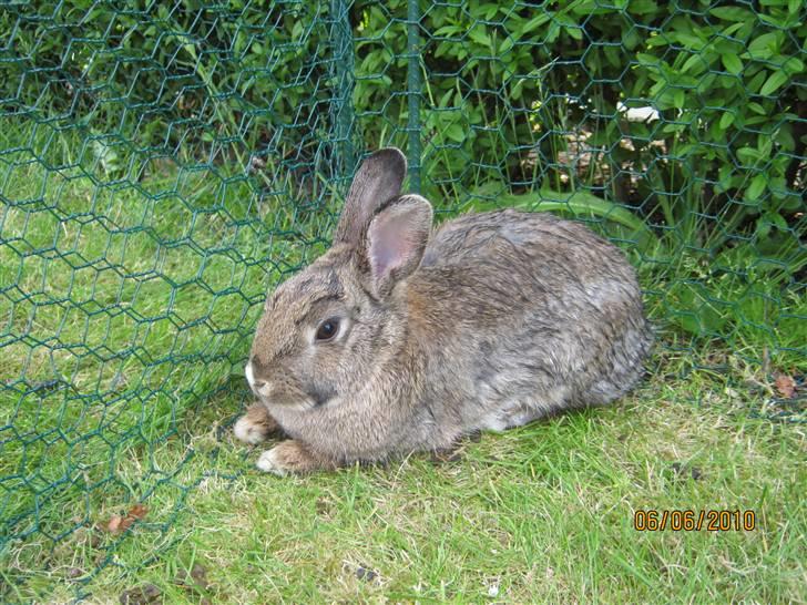 Kanin Snuske billede 19