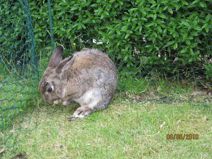 Kanin Snuske billede 20