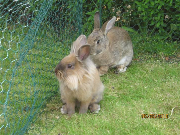 Kanin pimberli billede 9