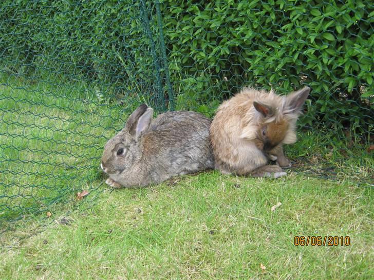 Kanin pimberli billede 10