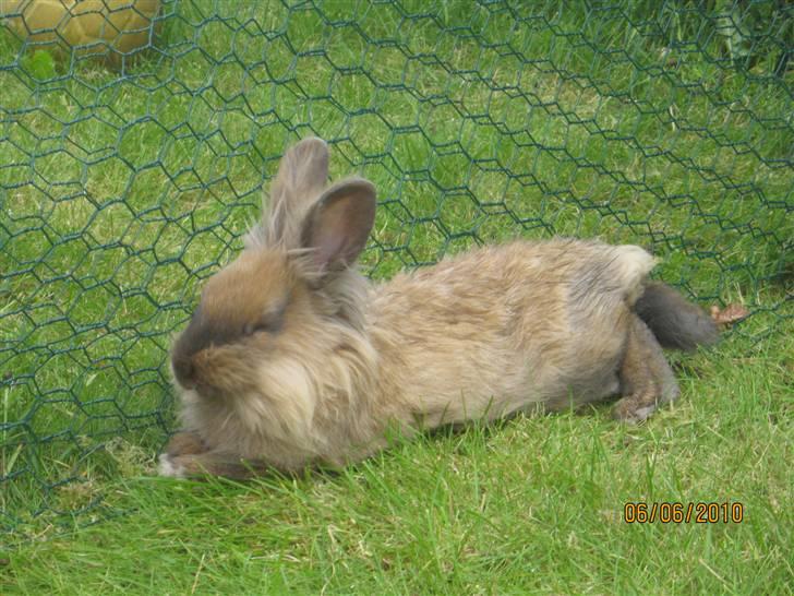 Kanin pimberli billede 11